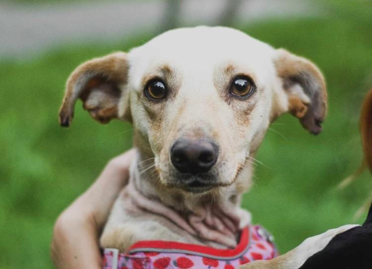 Dzień otwarty w Ekostraży we Wrocławiu. Będzie okazja do adopcji!