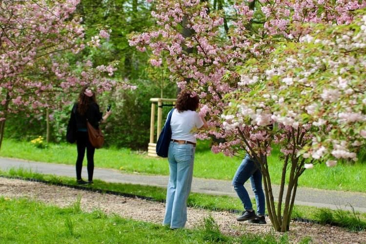 Ta aleja zachwyca! Mała Japonia we Wrocławiu!