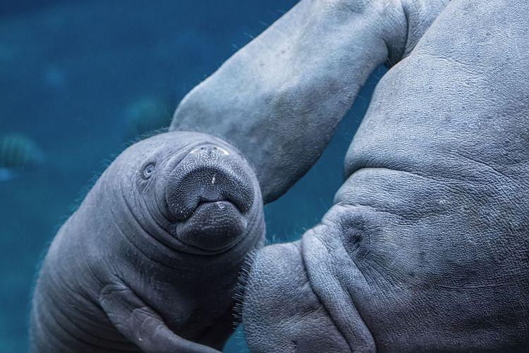 Sensacyjne narodziny we wrocławskim zoo! [ZDJĘCIA]