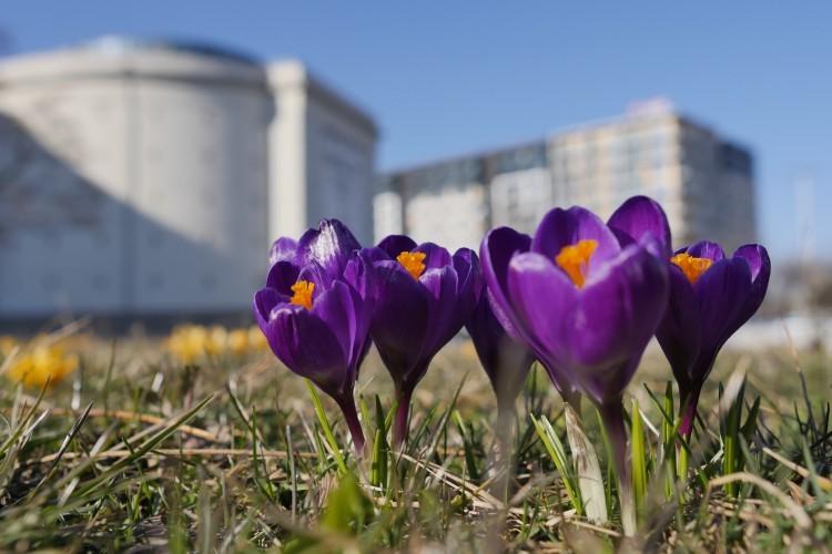 Wrocław: Wiosna w lutym? Dwucyfrowe temperatury bardzo możliwe