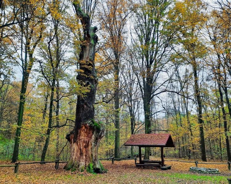 Te pomniki przyrody, to duma Wrocławia. Zobacz jakie są piękne!