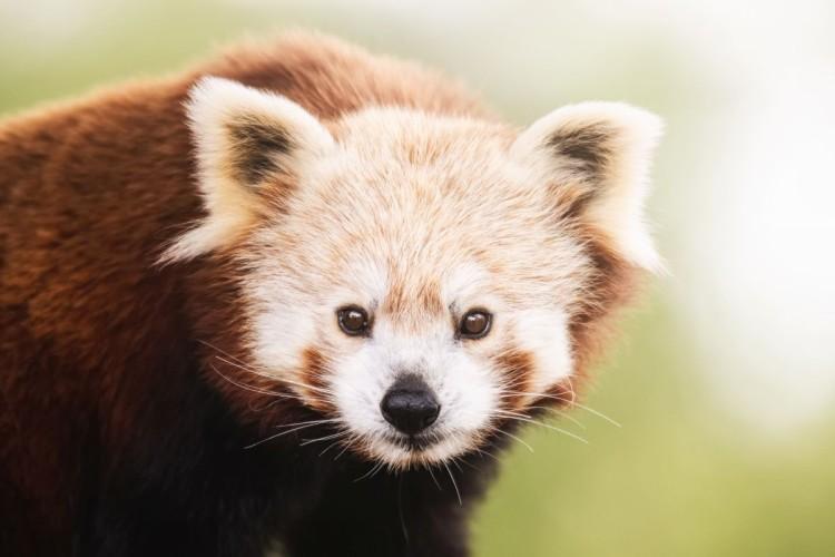 W zoo zamieszkała mała panda ruda. Wkrótce będzie miała towarzysza
