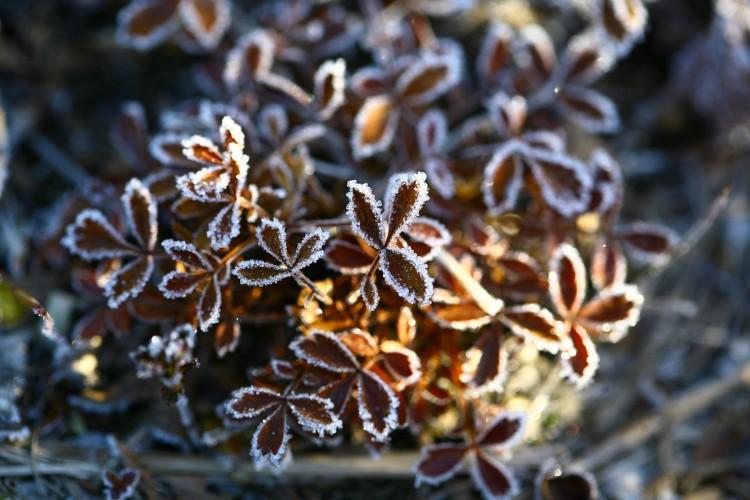 Wraca zima! We Wrocławiu znów będą ujemne temperatury