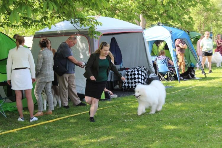 Szpice i akity na wystawie psów we Wrocławiu. Ale piękności!