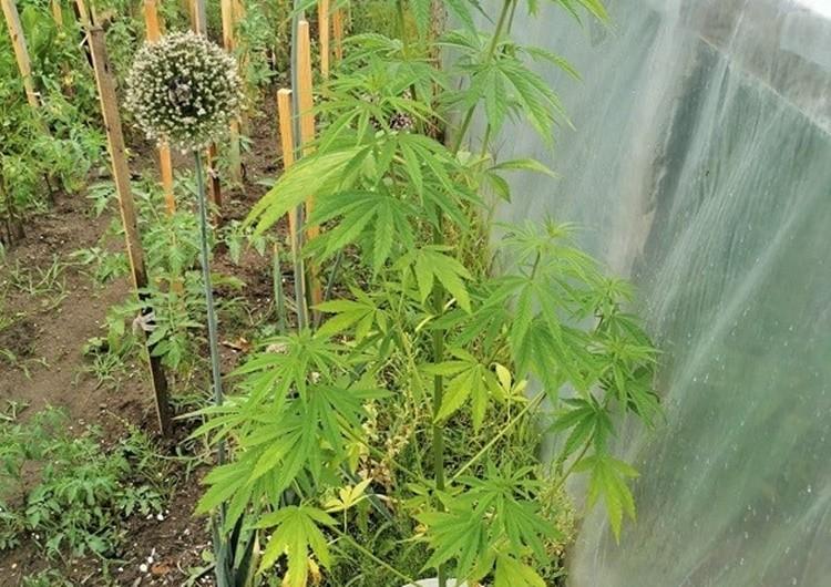 „Zielony farmer” z Wrocławia. Takie okazy wyhodował [ZDJĘCIA]