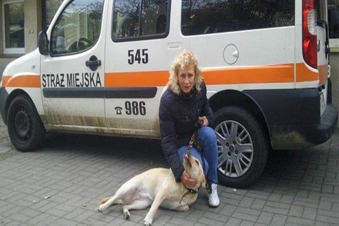 We Wrocławiu zgubił się labrador. Dzięki strażnikowi miejskiemu pies wrócił do właścicielki