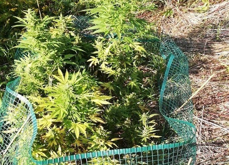 Policja zlikwidowała plantację konopi [ZDJĘCIA]