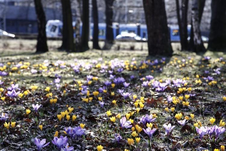 Wrocław: Wreszcie idzie wiosna. Ciepły weekend, a potem 20 stopni