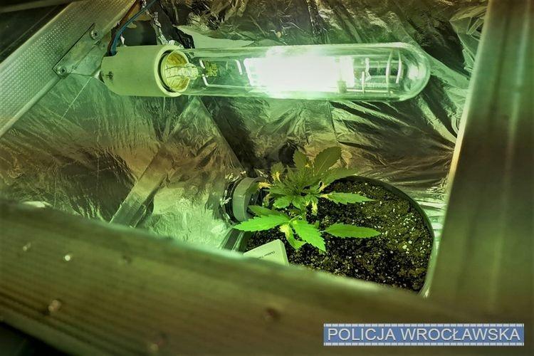 Policjanci zlikwidowali domową plantację marihuany [WIDEO]