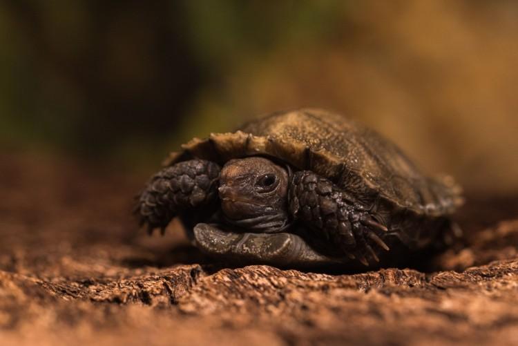 Wrocławskie zoo żółwiową potęgą Europy