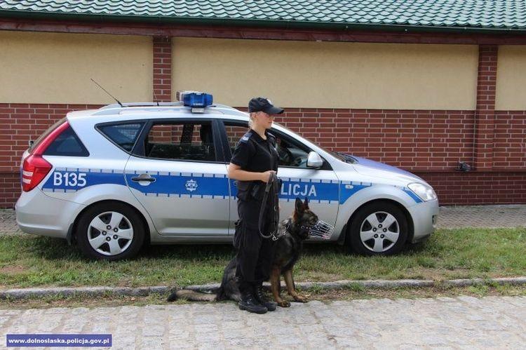Najlepsze psy dolnośląskiej policji spotkały się we Wrocławiu