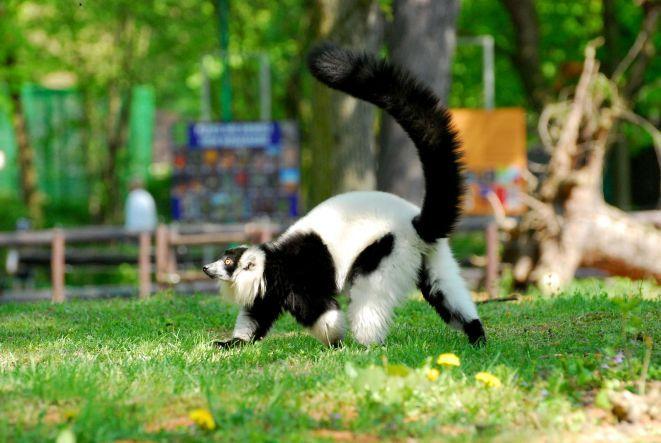 Arovy Madagasikar! Chrońmy Madagaskar!