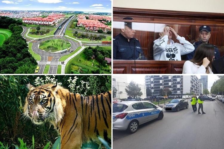 Światowy Dzień Tygrysa i kontrole autobusów MPK [PODSUMOWANIE DNIA]