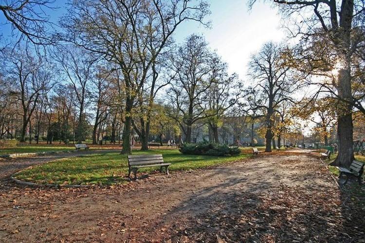 Opracowali algorytm, dzięki któremu we Wrocławiu będzie więcej drzew