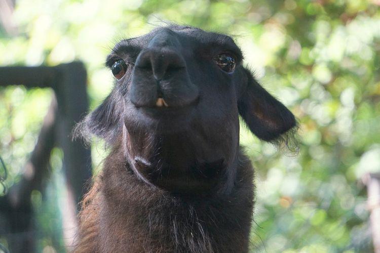Peryskop znów nabroił! Narodziny we wrocławskim zoo [ZDJĘCIA]