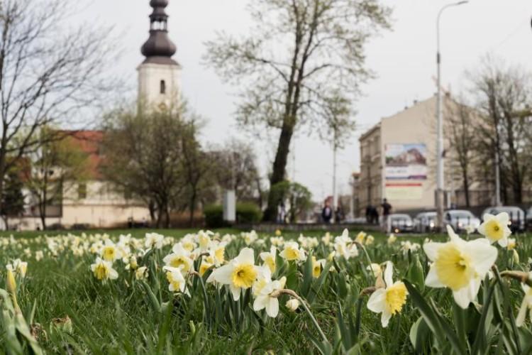 Będą nowe standardy utrzymania zieleni. Miasto ogłosiło przetargi na kompleksowe usługi