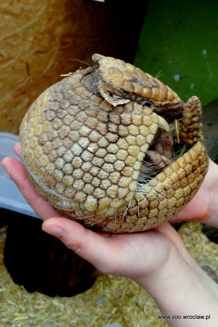 Opancerzona zwierzęca kuleczka. Kolejny maluch we wrocławskim zoo [ZDJĘCIA]