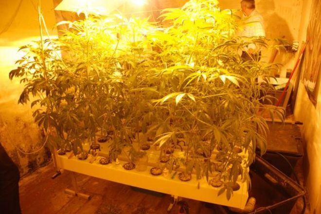 Plantacja konopi indyjskich pod Wrocławiem. Marihuanę hodowali kibice Śląska