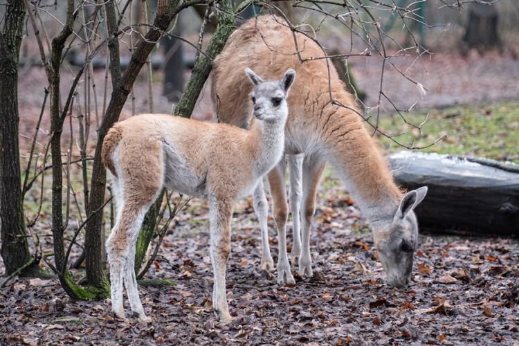 Narodziny we wrocławskim zoo. To przedstawiciel gatunku gwanako [ZDJĘCIA]