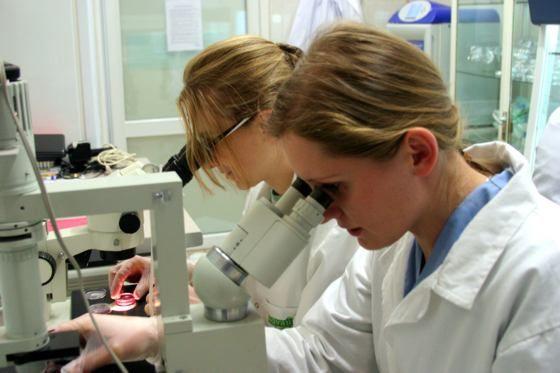 Kot zapłodniony in vitro przez wrocławskich naukowców