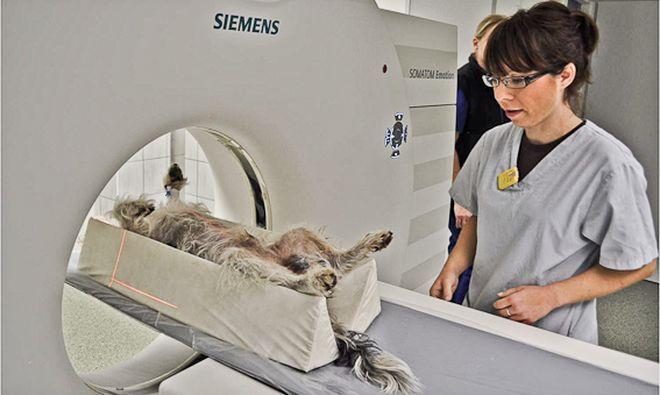 We Wrocławiu możesz już zdiagnozować swojego pupila za pomocą tomografu 