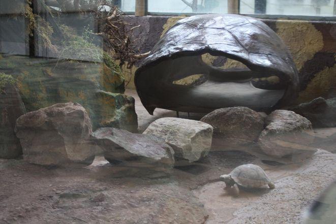 Z Zurychu do wrocławskiego Zoo
