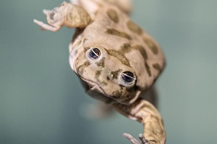 Kijanki jak wieloryby. W zoo doczekano się potomstwa 