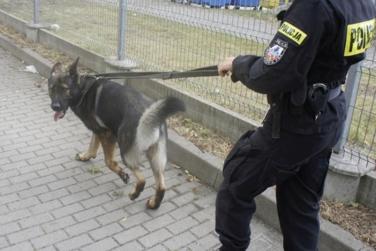 Wrocławski „Komisarz Rex”! Zaprowadził policjantów pod dom włamywacza