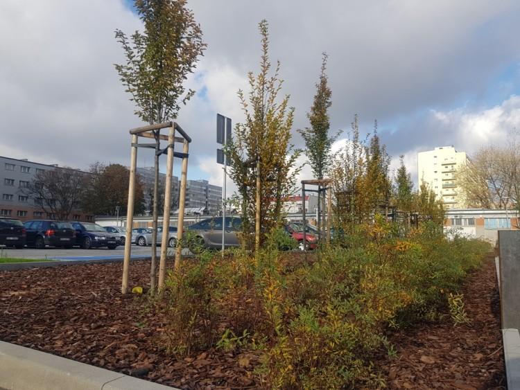 Wrocław zyskał ponad 700 nowych drzew i krzewów. W tym roku miasto wydało na nie 150 tys. zł