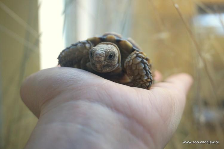 Najmniejszy żółw świata zamieszkał we wrocławskim zoo [ZDJĘCIA]