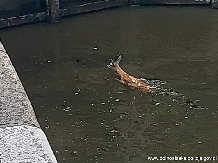 Wrocław: Wiatr zepchnął sarnę do Odry. Liczyły się minuty, by uratować kozła