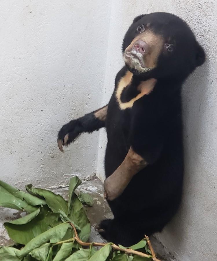 Pracownik wrocławskiego zoo zamknie się w klatce dla niedźwiedzi