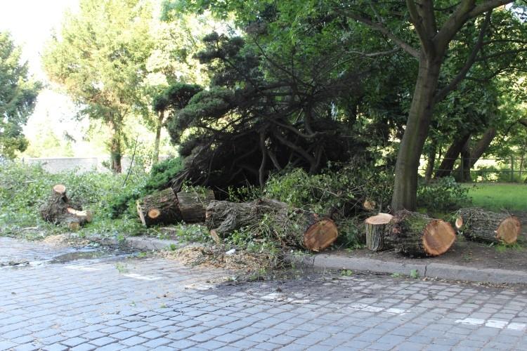 Masywna brzoza runęła na ulicę przy Placu Grunwaldzkim [ZDJĘCIA]
