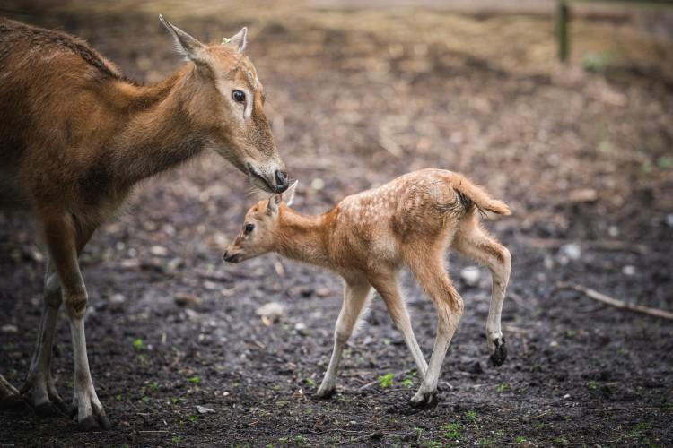 Kolejne wyjątkowe narodziny we wrocławskim ZOO. Ale słodziaki!