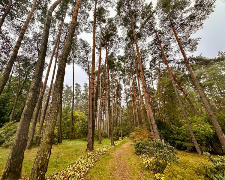 Tutaj jesień wygląda magicznie. Ostatnia szansa, by zobaczyć to miejsce pod Wrocławiem!