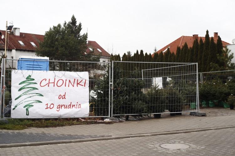 Wrocław: tutaj kupisz żywą choinkę [LOKALIZACJE]