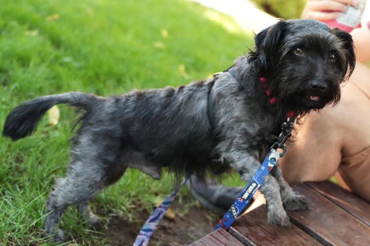 Gepard, Skorupka, a może Goździk? Oto zwierzaki do adopcji we Wrocławiu