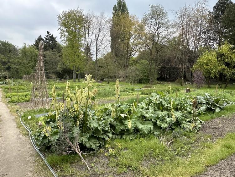 Wrocław: Ogród botaniczny, o którym mało kto słyszał. Wiesz, że mamy dwa?