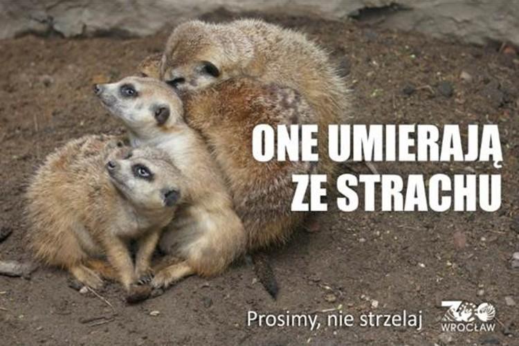 Zwierzęta z wrocławskiego zoo czeka traumatyczna noc!