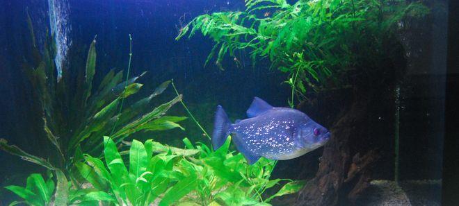 Podwodna podróż w naszym ZOO. Piranie niczym pseudokibice