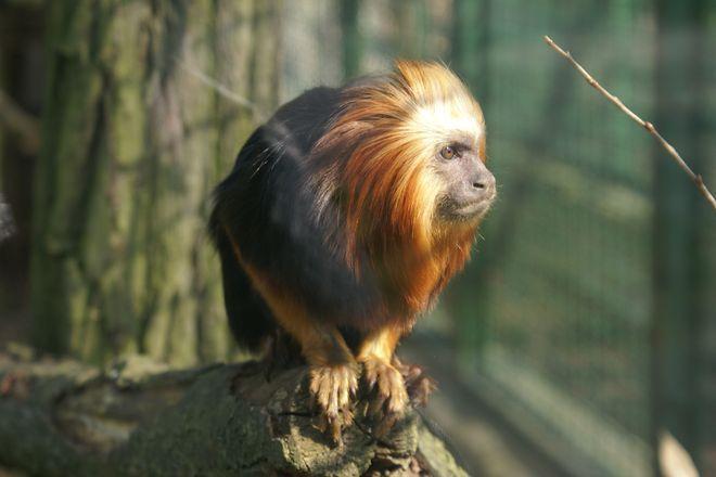We wrocławskim ZOO szykuje się niezwykła gra miejska
