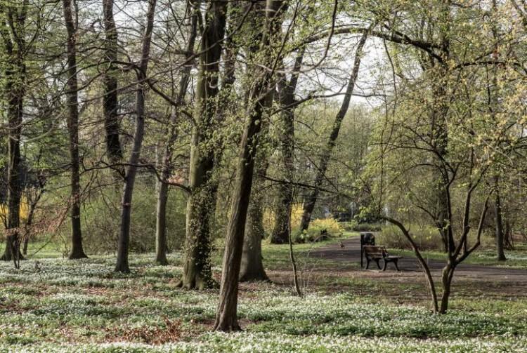 Tutaj jesienią posadzą 687 drzew i 37 tys. krzewów [LOKALIZACJE]
