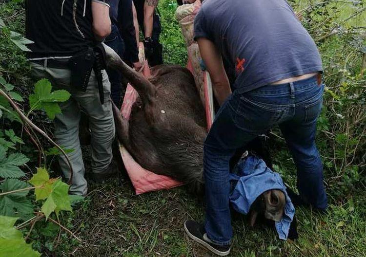 Bezkrwawe polowanie. Po Wrocławiu biegał łoś [ZDJĘCIA]