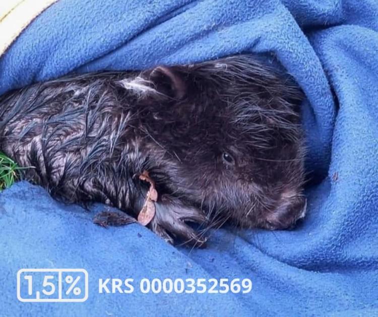 Wrocław: Nietypowa interwencja Ekostraży. Uratowali małego...bobra