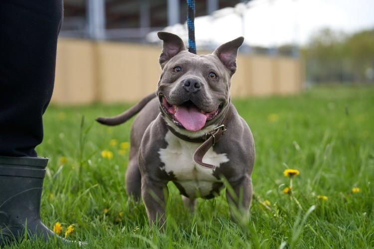 Zwierzaki do adopcji we Wrocławiu. Nadal czekają na nowy dom
