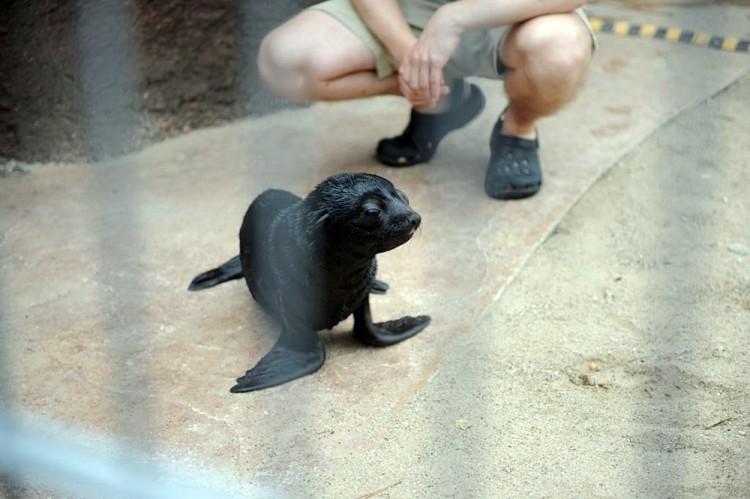 Oto małe, słodkie kotiki z wrocławskiego zoo [ZDJĘCIA, WIDEO]