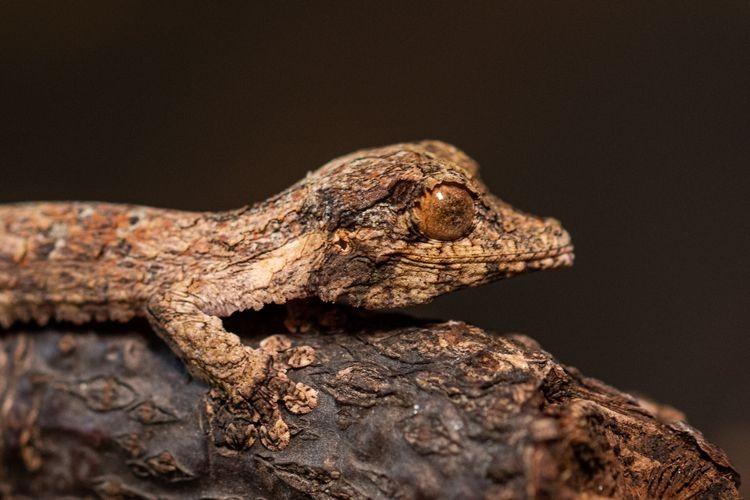 Nowi mieszkańcy zoo. To jaszczurki z ogonem w kształcie liścia [ZDJĘCIA]