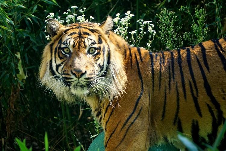 We wrocławskim zoo obchodzono światowy dzień tygrysa [ZDJĘCIA]