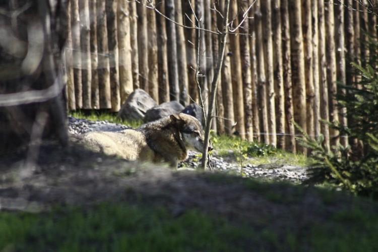 Wilcza Ostoja. Nowy wybieg dla wilków we wrocławskim zoo [ZDJĘCIA]