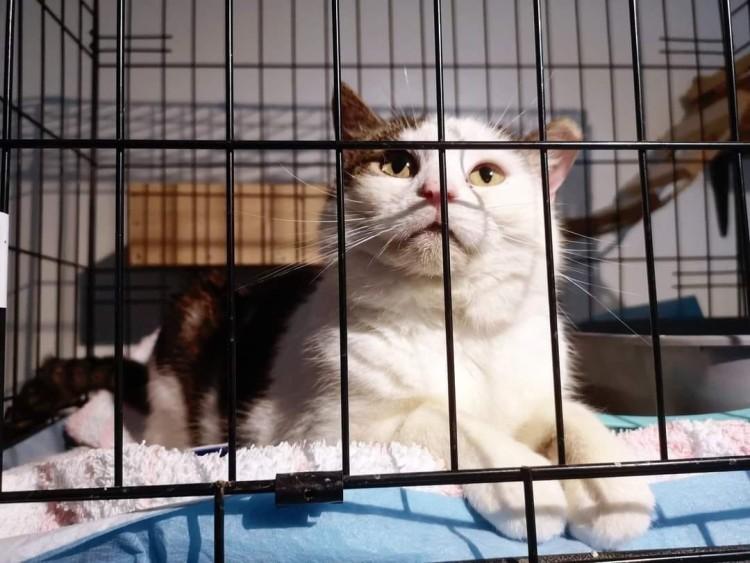 Kociaki do adopcji we Wrocławiu. Kto da im dom?